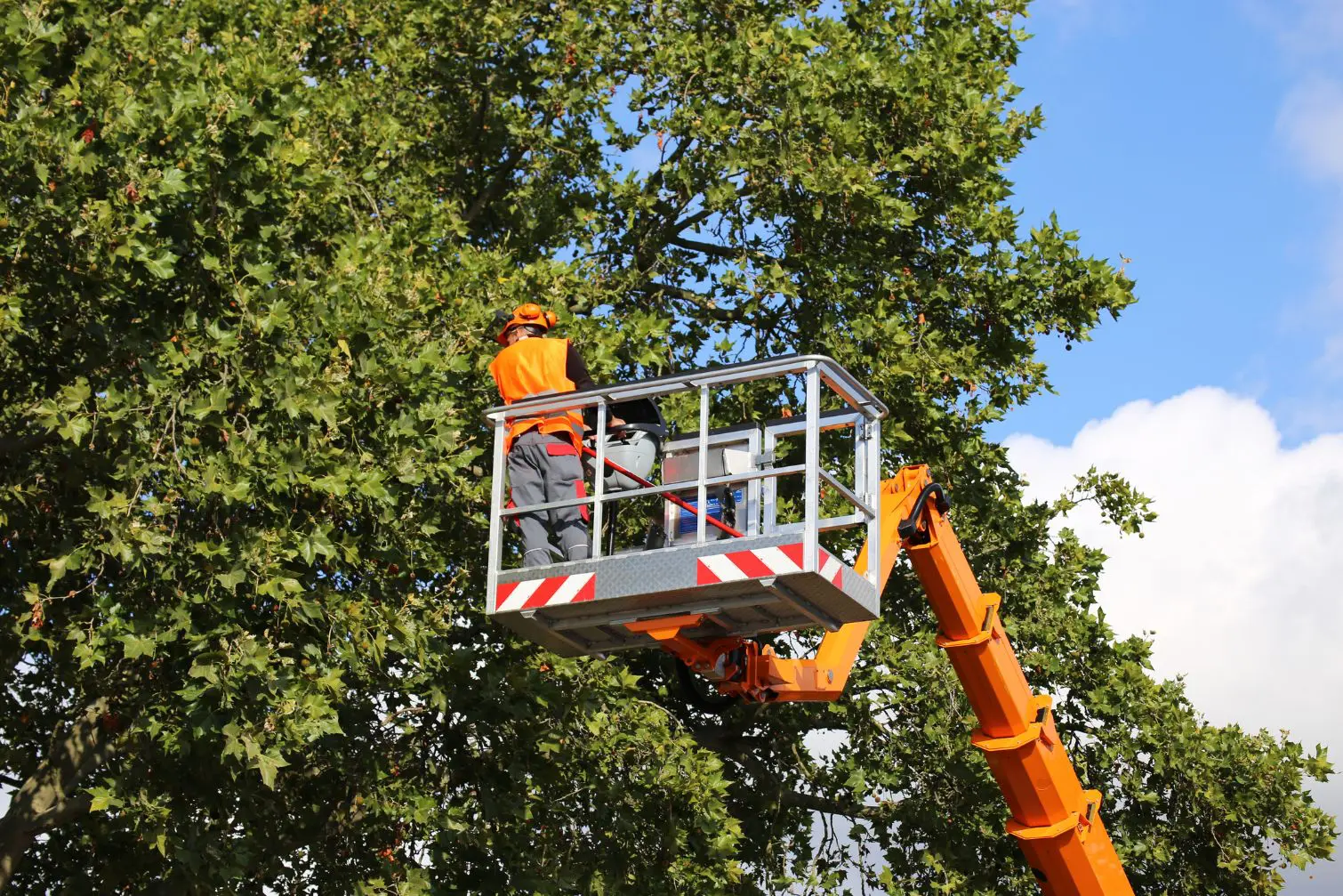 Worker on cherry picker near tree branches.