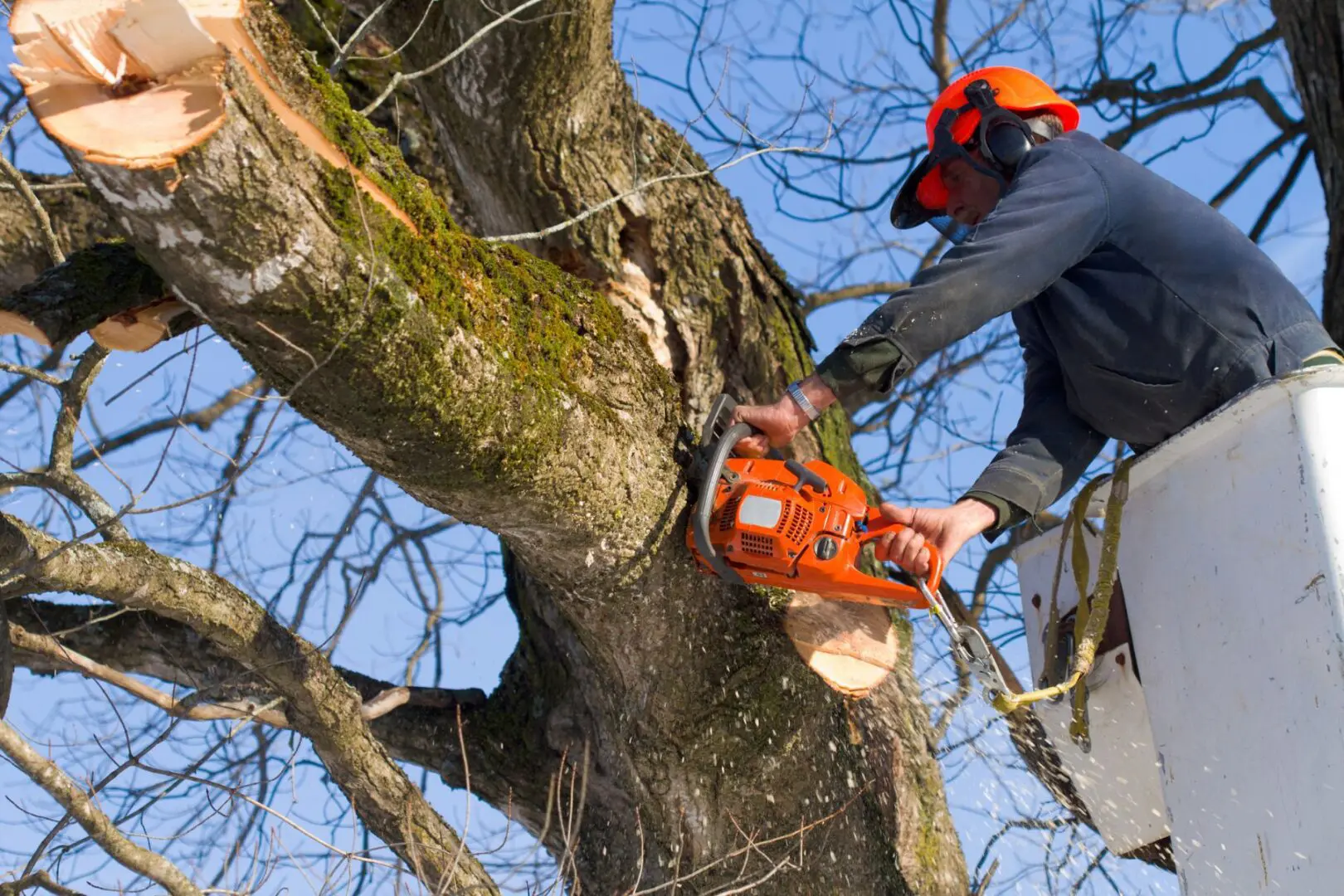 Tree worker using chainsaw for pruning branches.