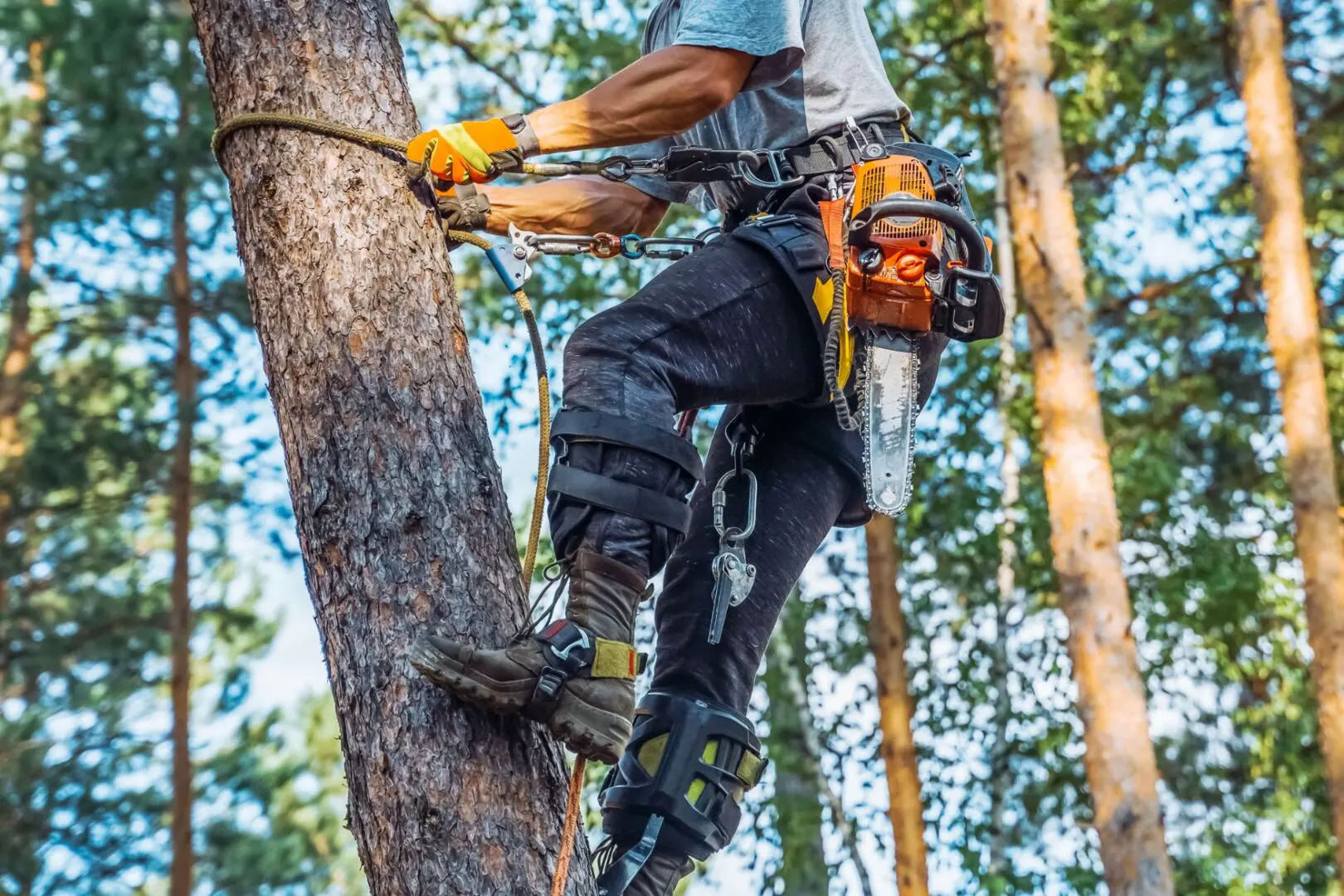 Professional tree care crew performing precise pruning in Rochester Hills, MI.