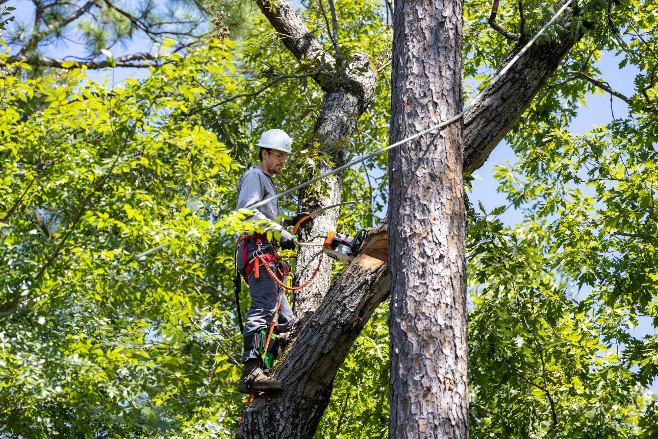 Arborist cutting tree branches with chainsaw.