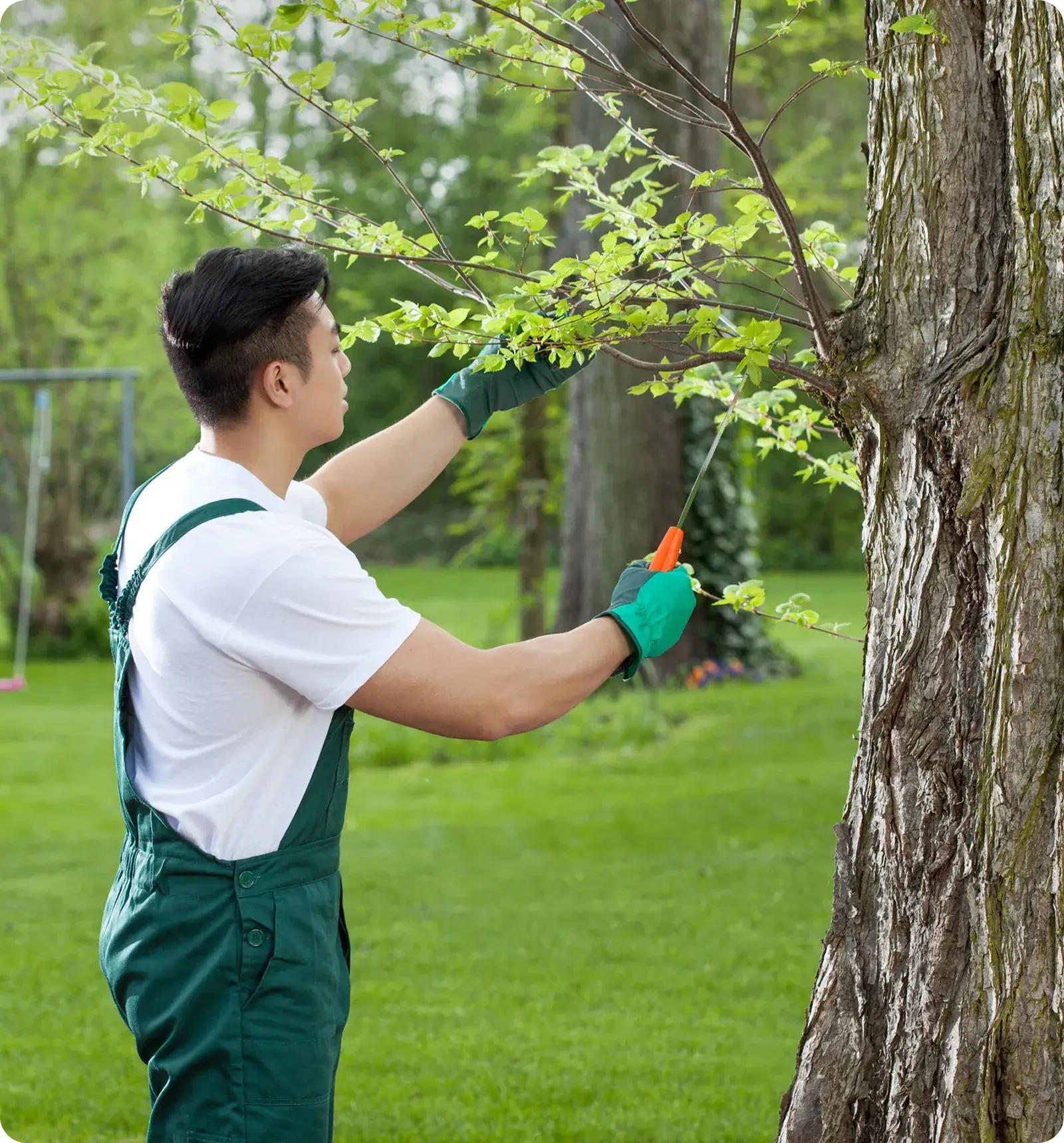 An expert tree trimming service helping a client.