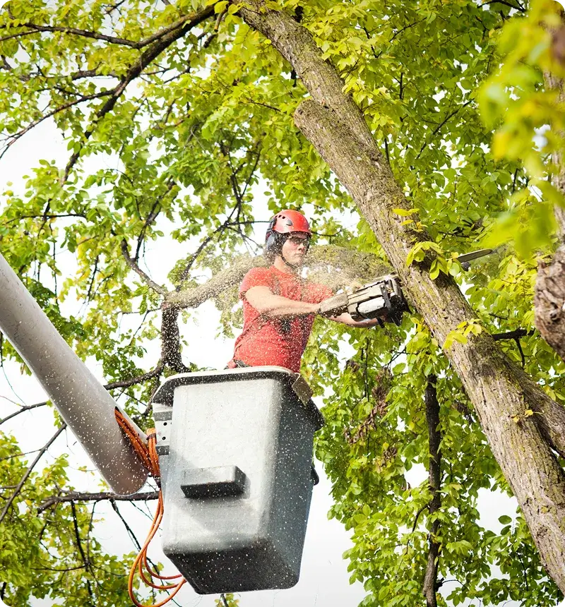 Professional performing tree removal services in Rochester Hills, MI.