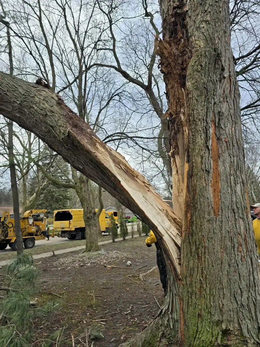 A large tree with a broken, splintered branch.